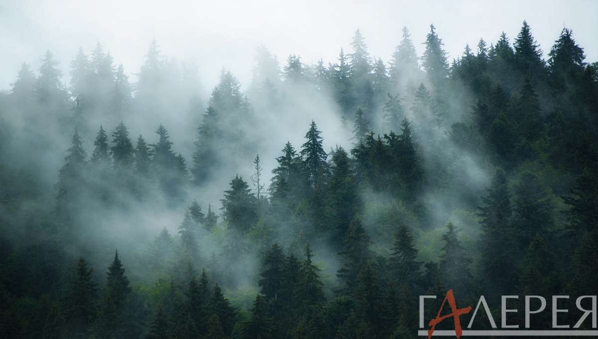 Природа, Лес, туман, ели, ель, елки, еловый лес